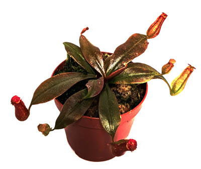 Bloody Mary Nepenthes Carnivorous